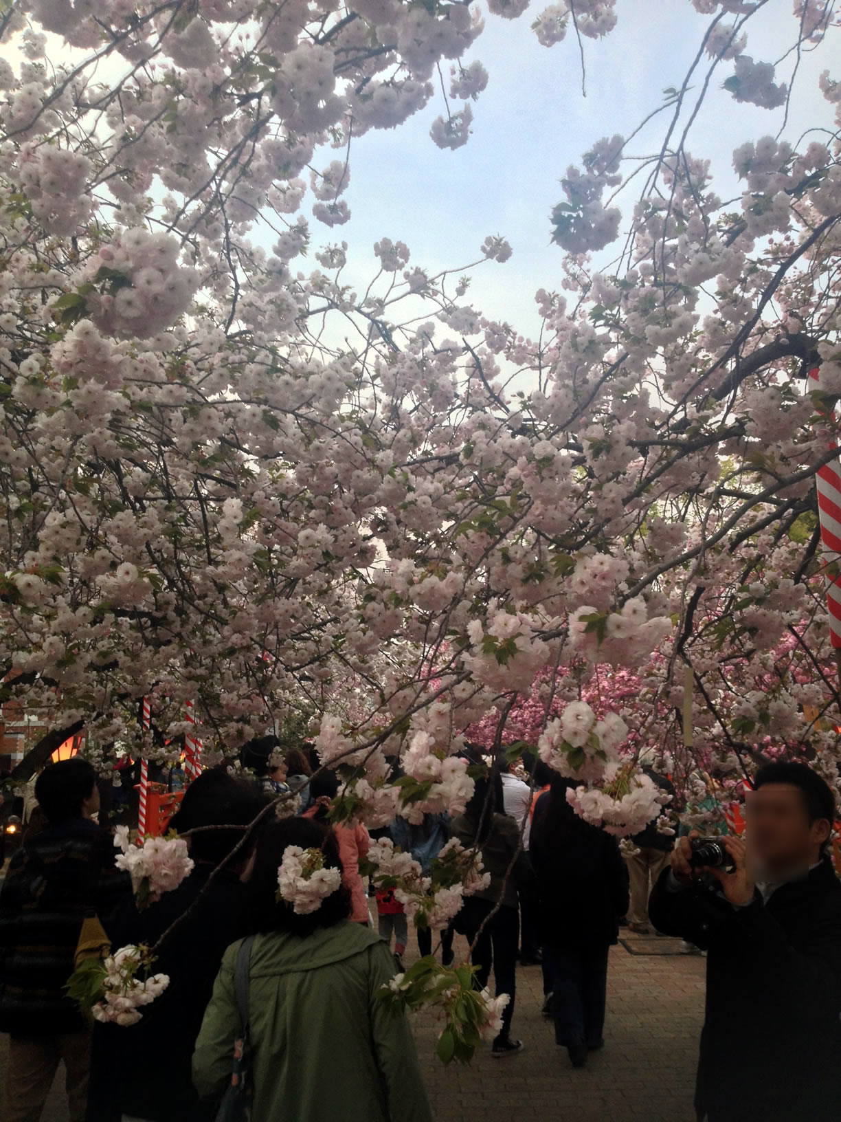 2014年の造幣局桜の通り抜け20 2014年の造幣局桜の通り抜け20